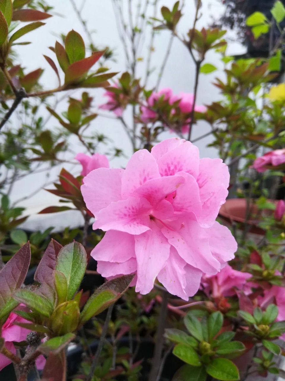 安酷杜鹃最美的三款重瓣 图一图二康乃馨,图三图四王妃,图五图六公主