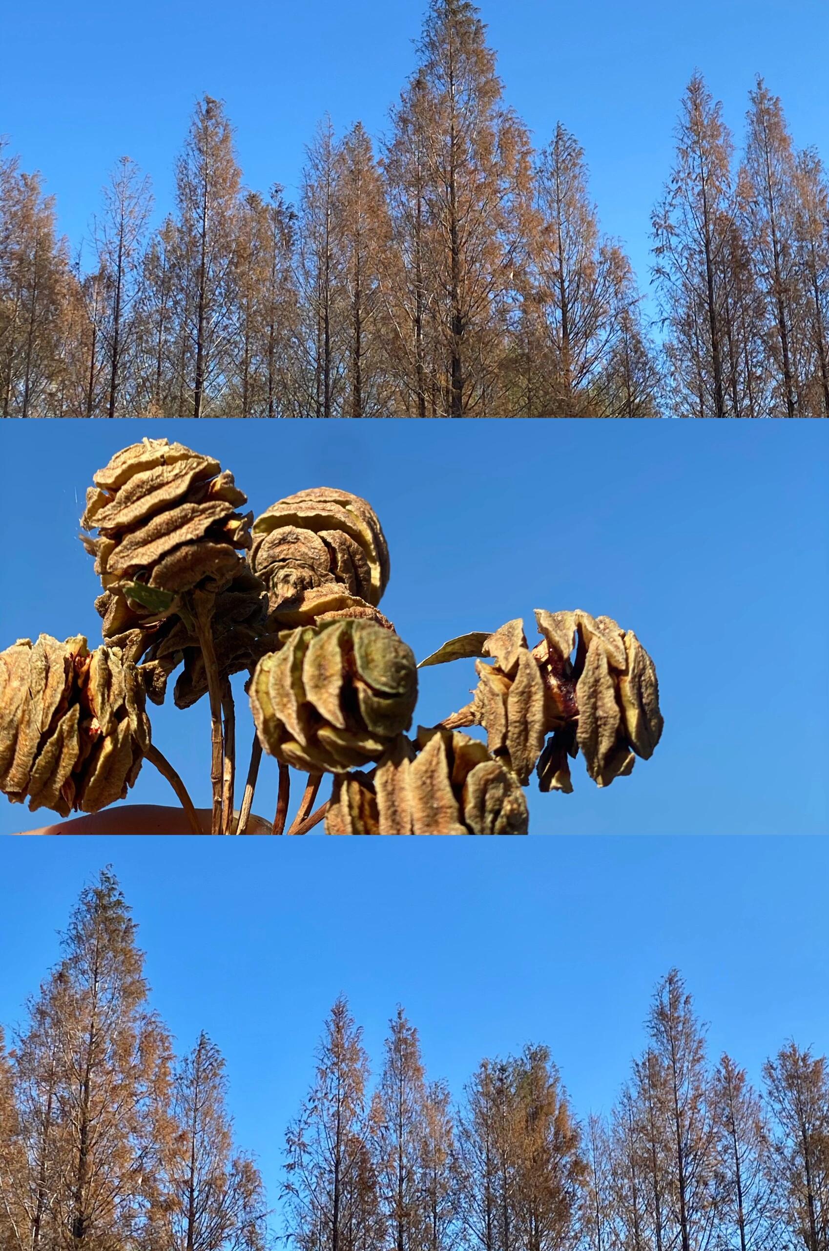 捡到了漂亮的水杉果 在朝阳公园遛弯,捡到好多水杉的果子,小巧又可爱