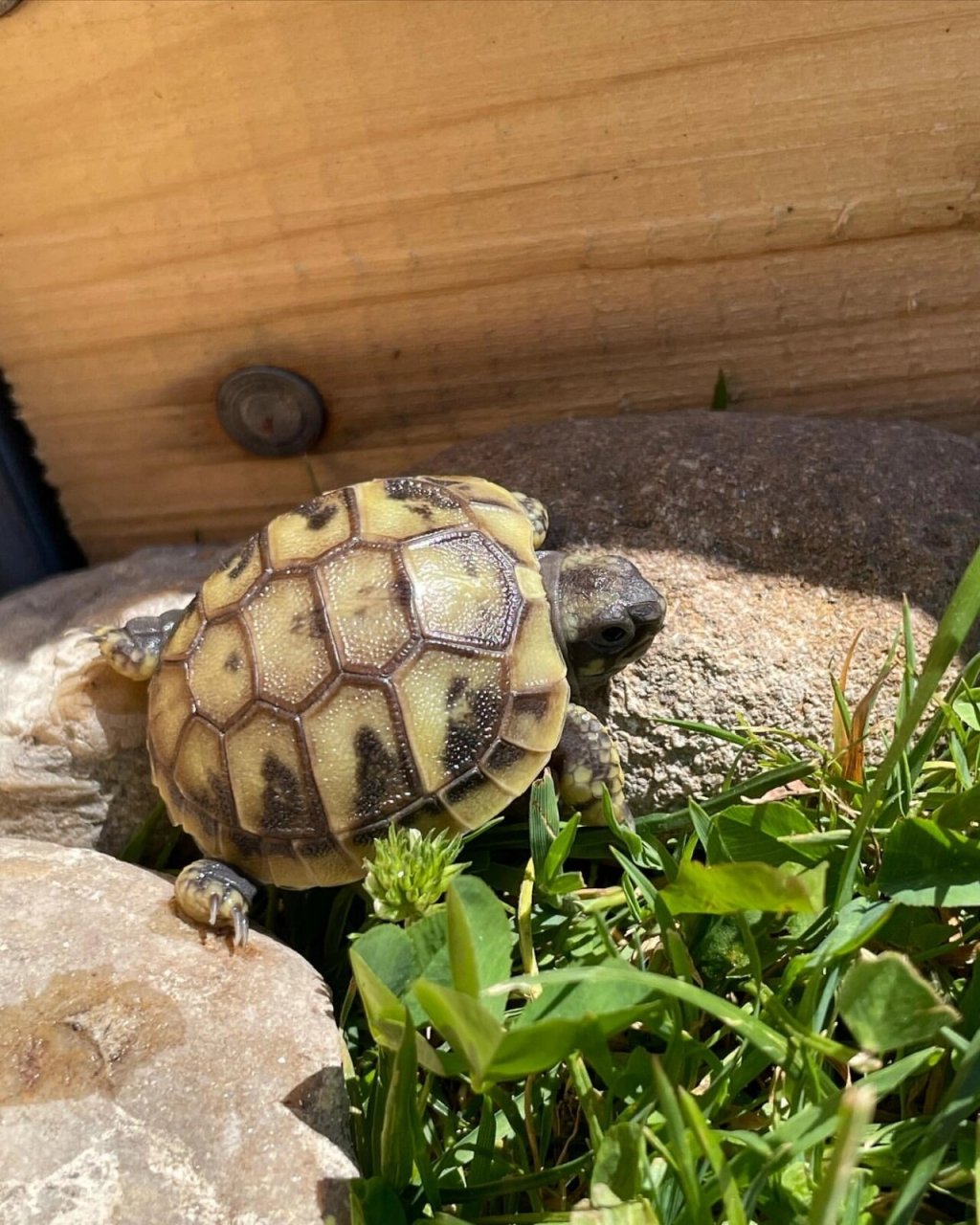 赫曼陆龟享受着一年中短暂的日光浴 瑞士玩家的散养环境,欧洲的夏天很