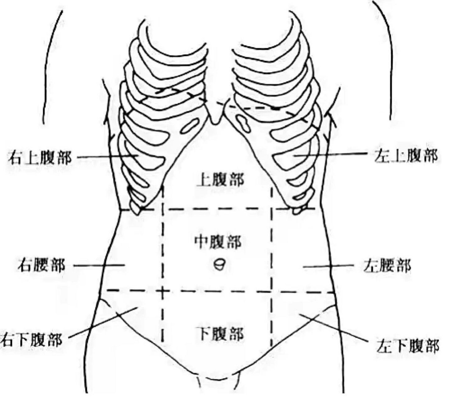 腹部和肚子的位置图片图片
