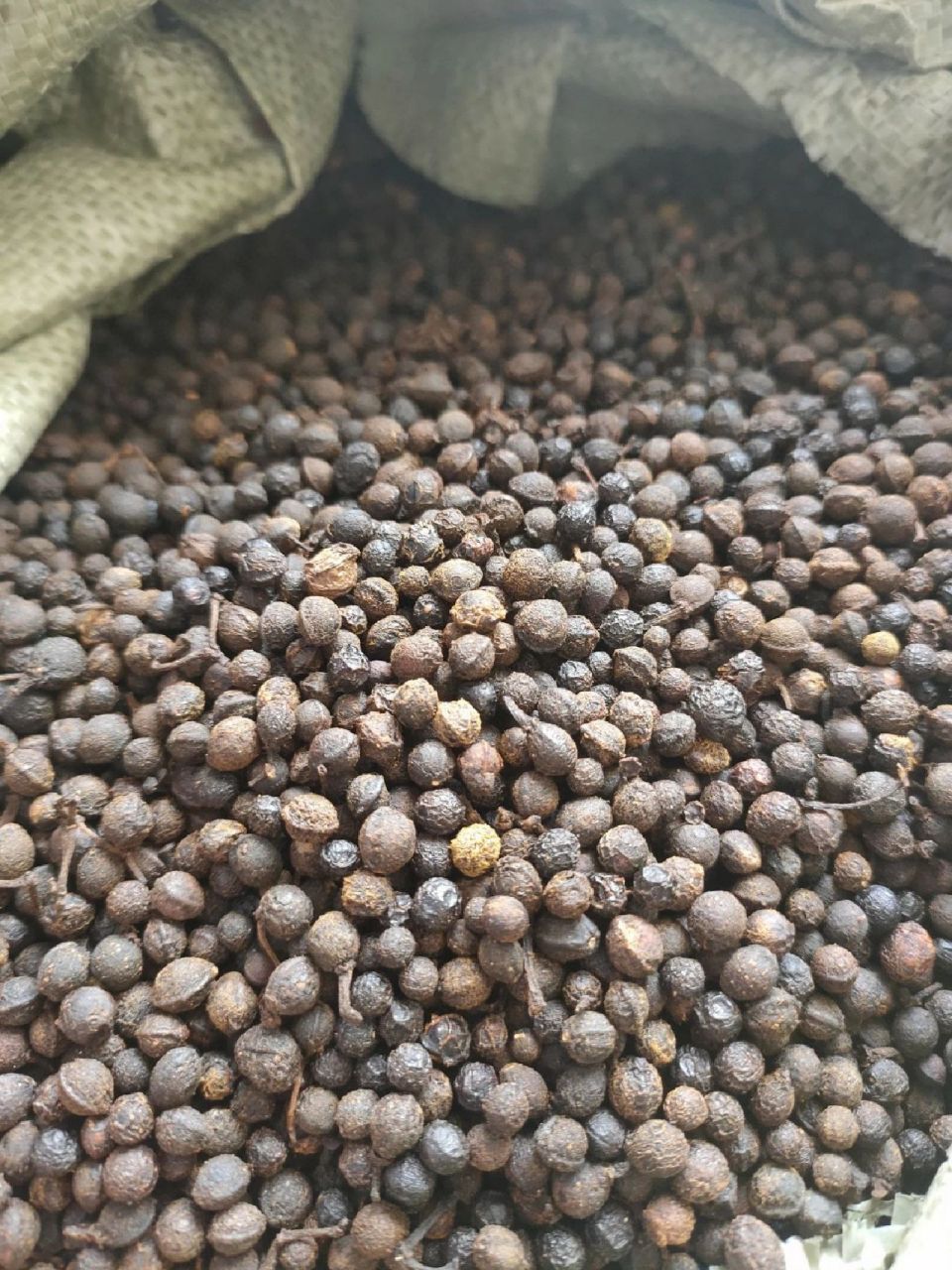 山苍子泡水喝功效 山苍子泡水喝功效:具有促进血液循环的作用,可用于