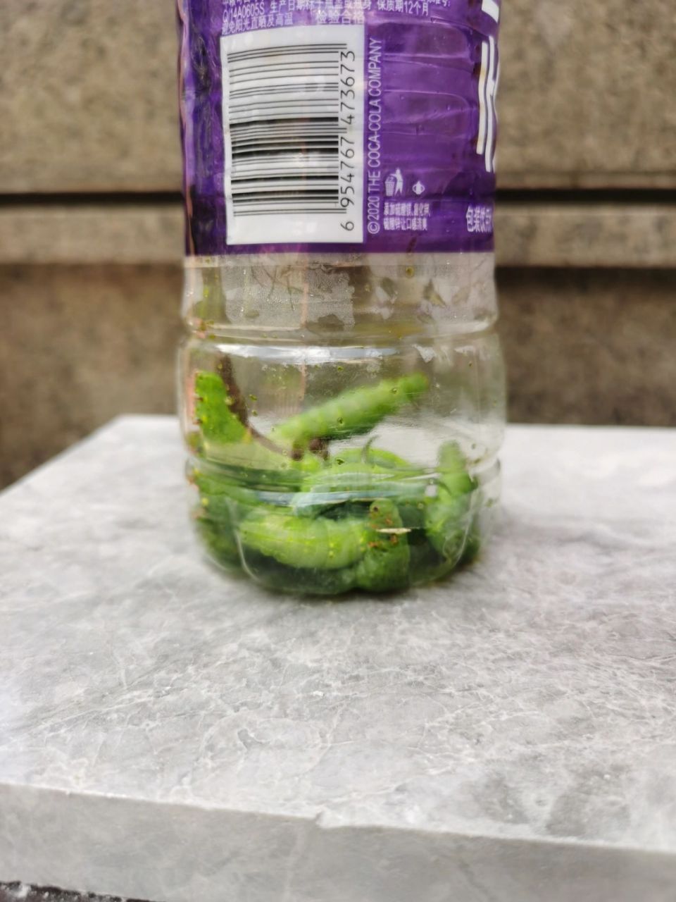 葡萄叶上的大绿虫子 今天从葡萄叶上揪下来的若干条大绿虫子,请问如何