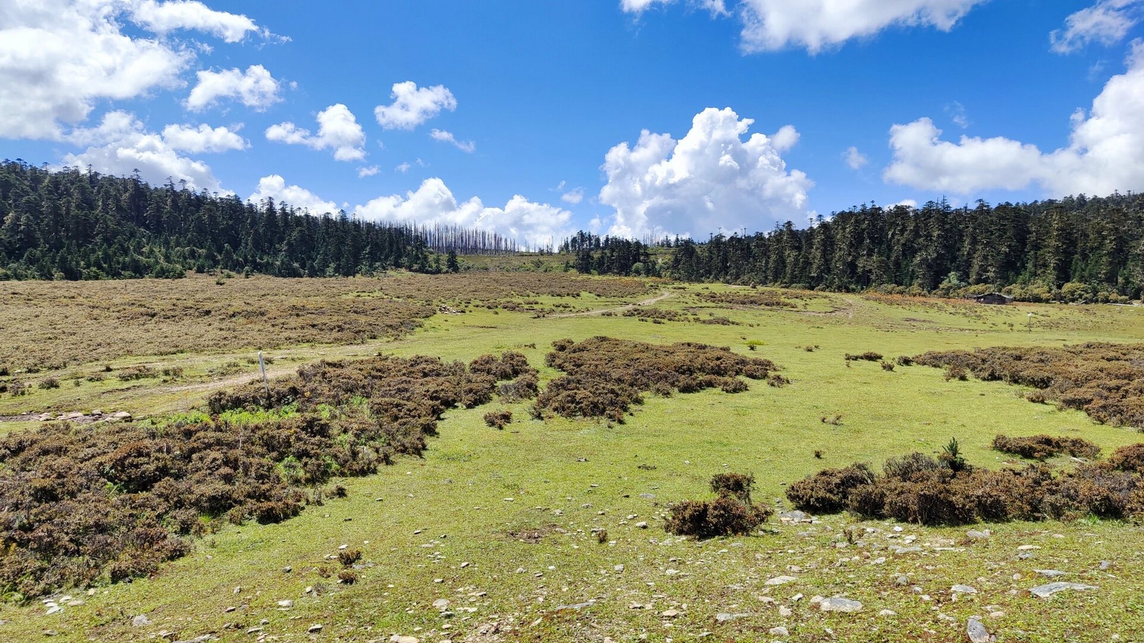 香格里拉小中甸千湖山一日游 来回大约10km,上山坡度比较缓,两个5岁