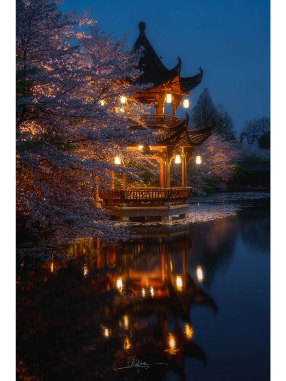 杭州最美樱花94在中国院子"梦溪苑" 春色满园关不住,樱花浪漫正此时