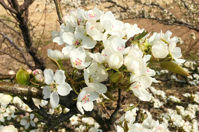 打卡抚顺县梨花谷风景区