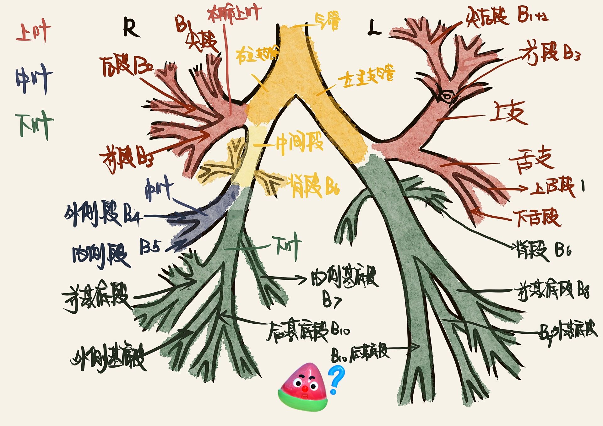 支气管树结构图片