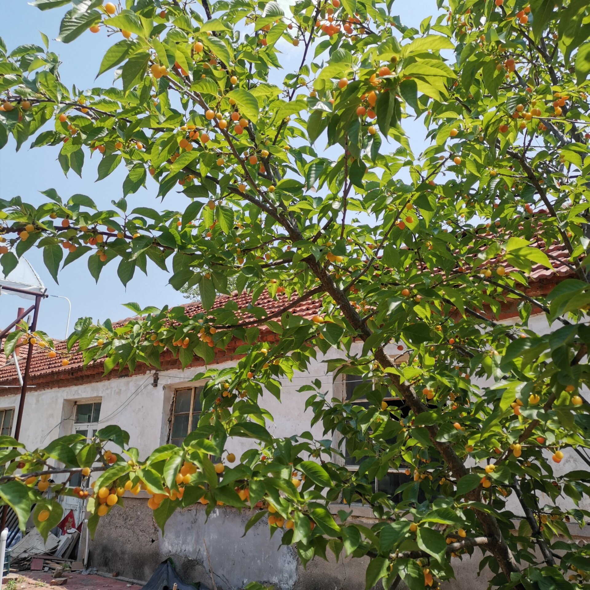 院子里的小樱桃树也太好看了吧