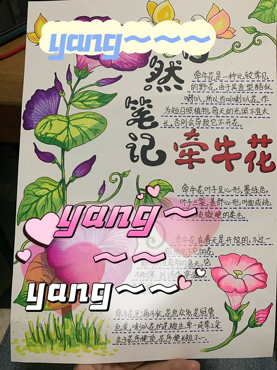 自然笔记-牵牛花