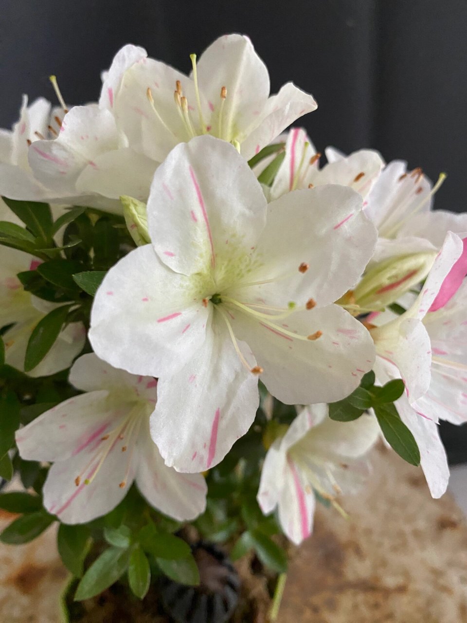 皋月杜鹃:明美之月