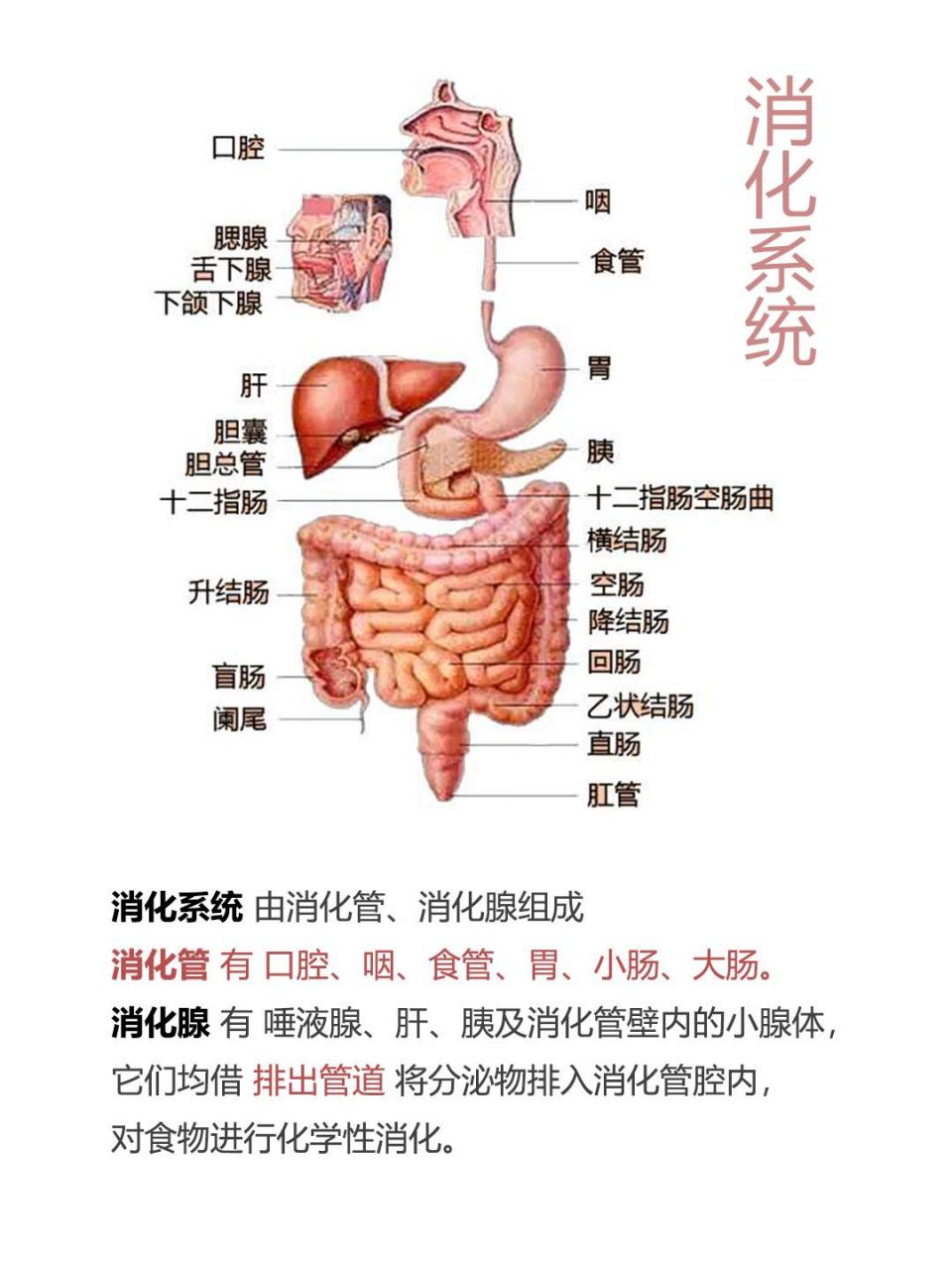 人体消化系统流程图图片