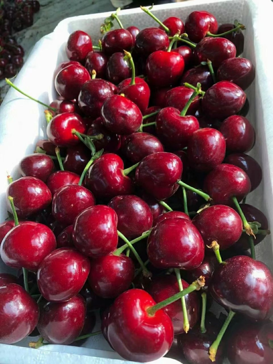 5斤一箱大果139,正宗烟台美早脆甜大樱桃 自家果园种植露天美早大樱桃