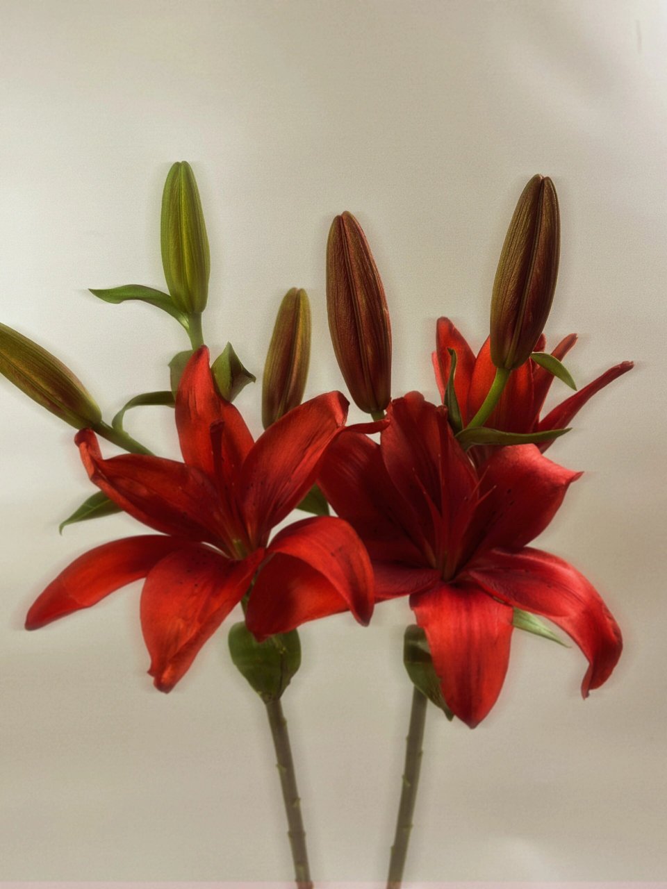 002丨红宝石百合 繁花电视剧同款百合-红宝石亚百合(ruby) 【分类】la