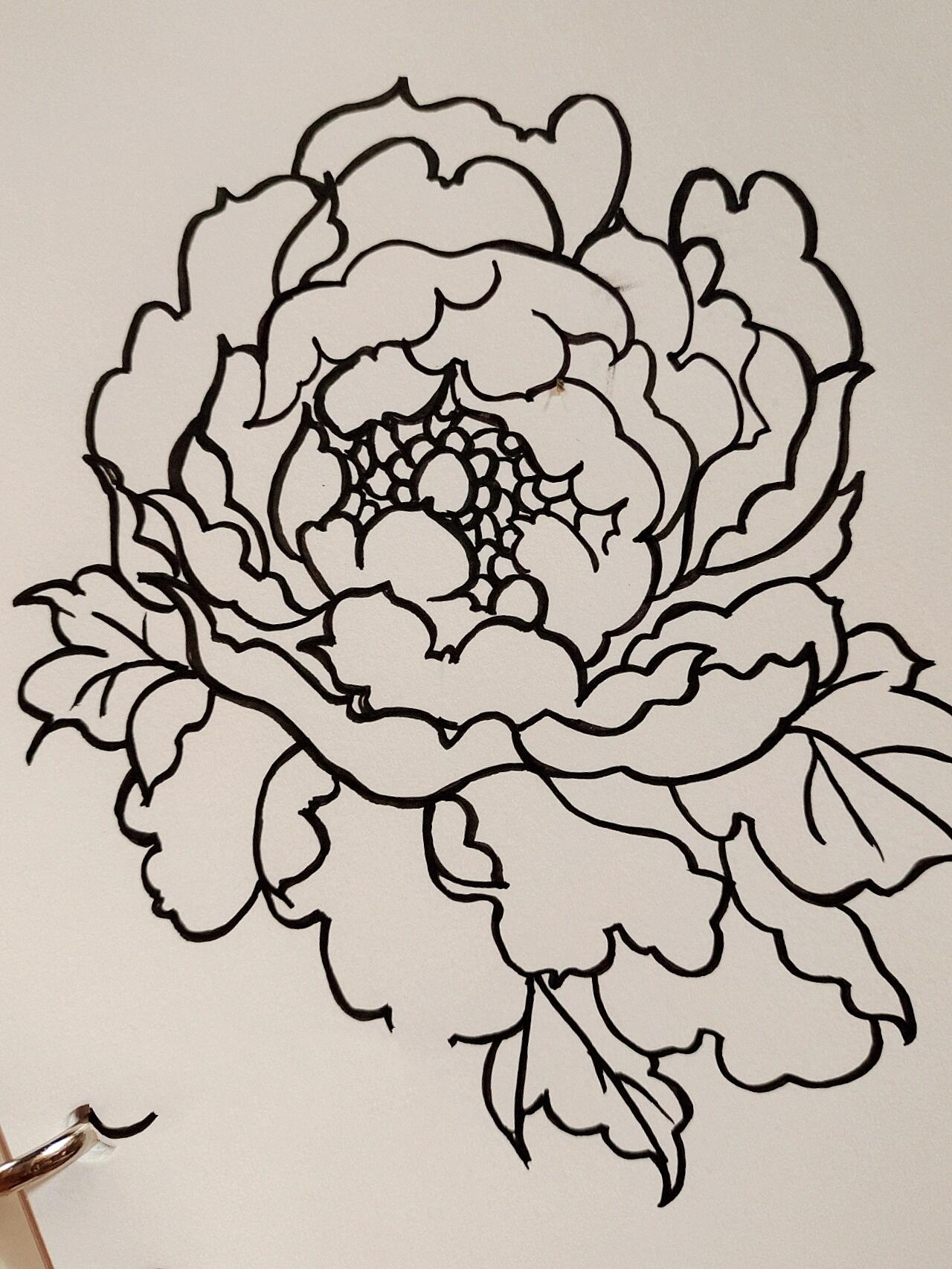 牡丹|简笔画|含教程