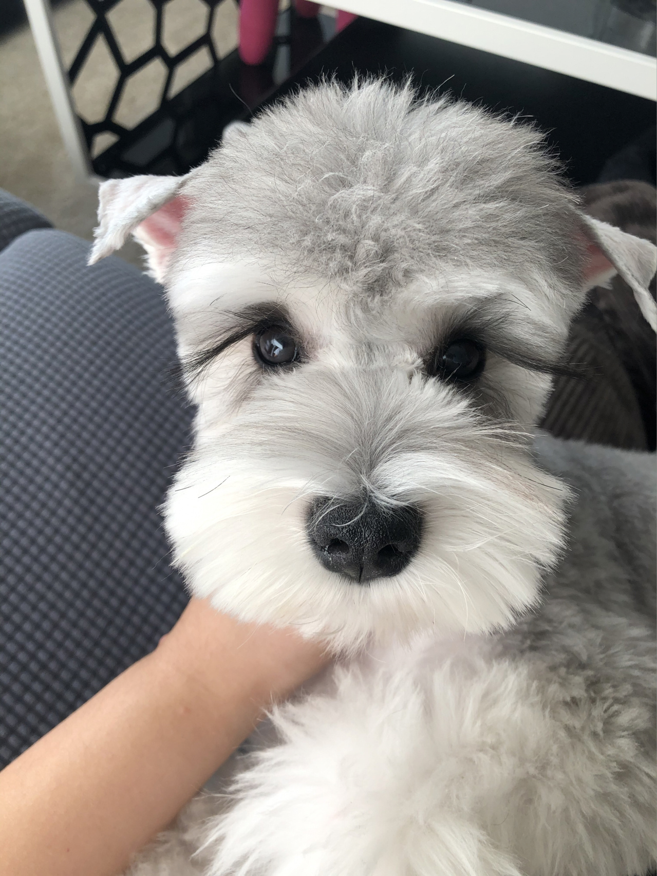 浅椒盐雪纳瑞真的是太美啦