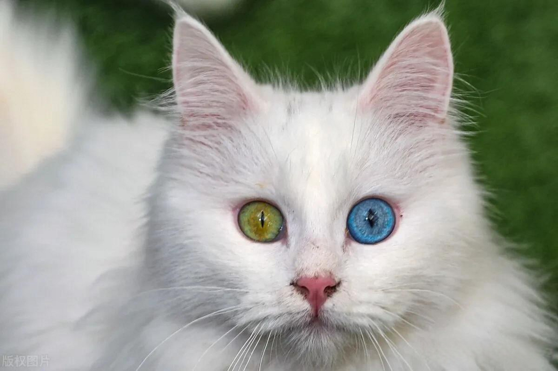 稀有土耳其梵猫受到官方保护 当地时间2023年1月13日,土耳其凡省