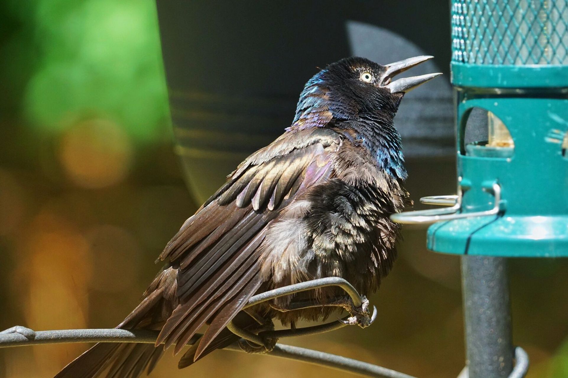 鸟类图鉴|八哥类晒太阳统一姿势 拟八哥的羽毛 在光线下呈现五彩斑斓