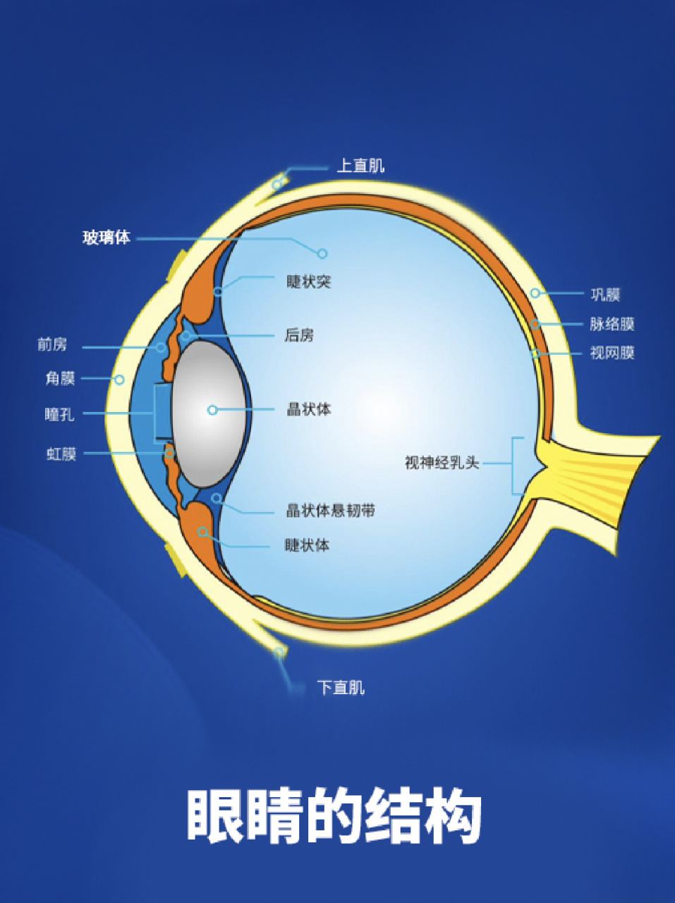 眼睛的组成部分图片