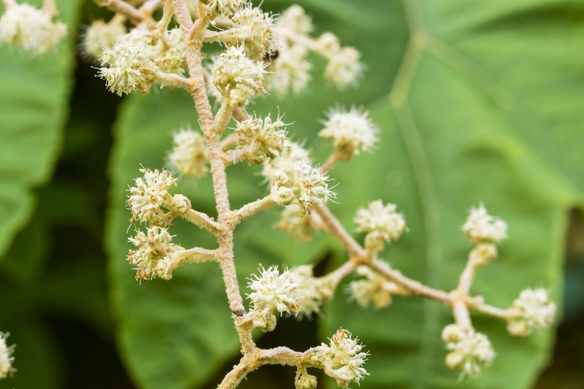 耐阴植物(十四) 通脱木 通脱木 tetrapanax papyrifer 94花期: 10