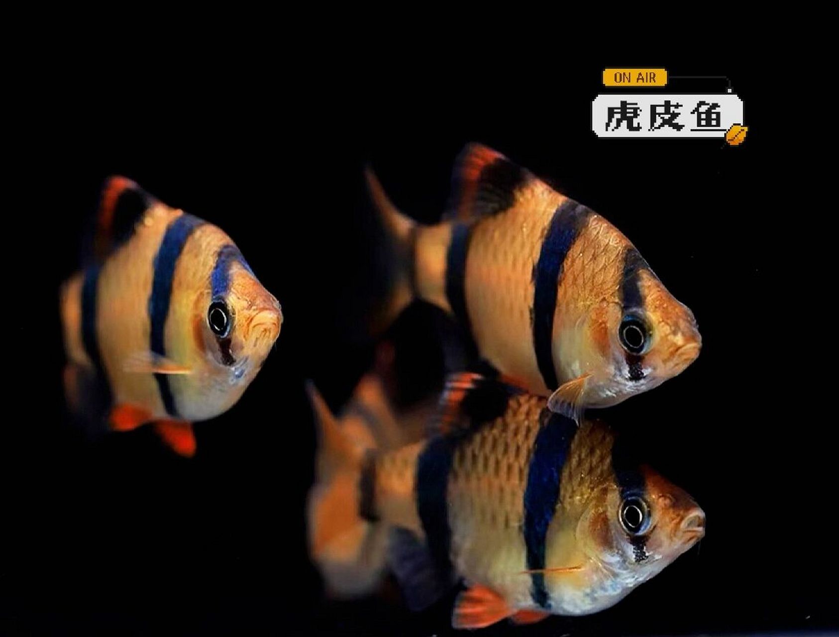 虎皮鱼-社会性水底"流氓" 95名:虎皮鱼 别称:四间鱼 虎皮鱼原产地是