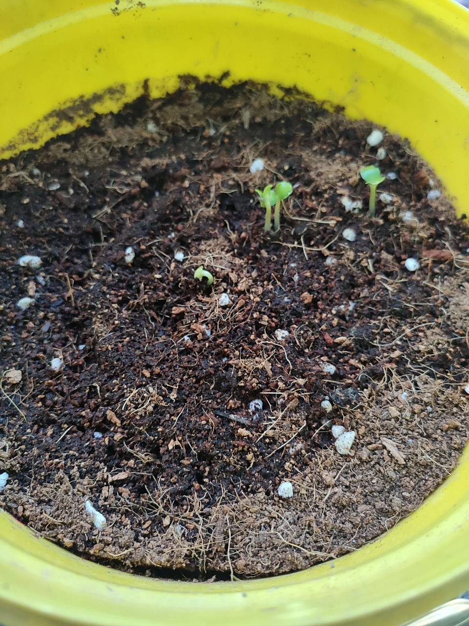 凤仙花种子发芽啦 四年级的科学作业,要求种凤仙花,上个月按照教具袋