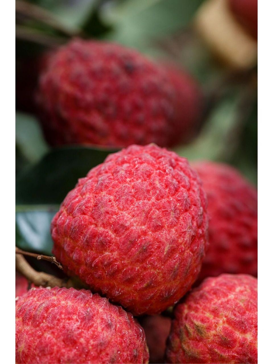 增城仙进奉荔枝 增城仙进奉,荔枝届的爱马仕,顾名思义是曾用于进奉