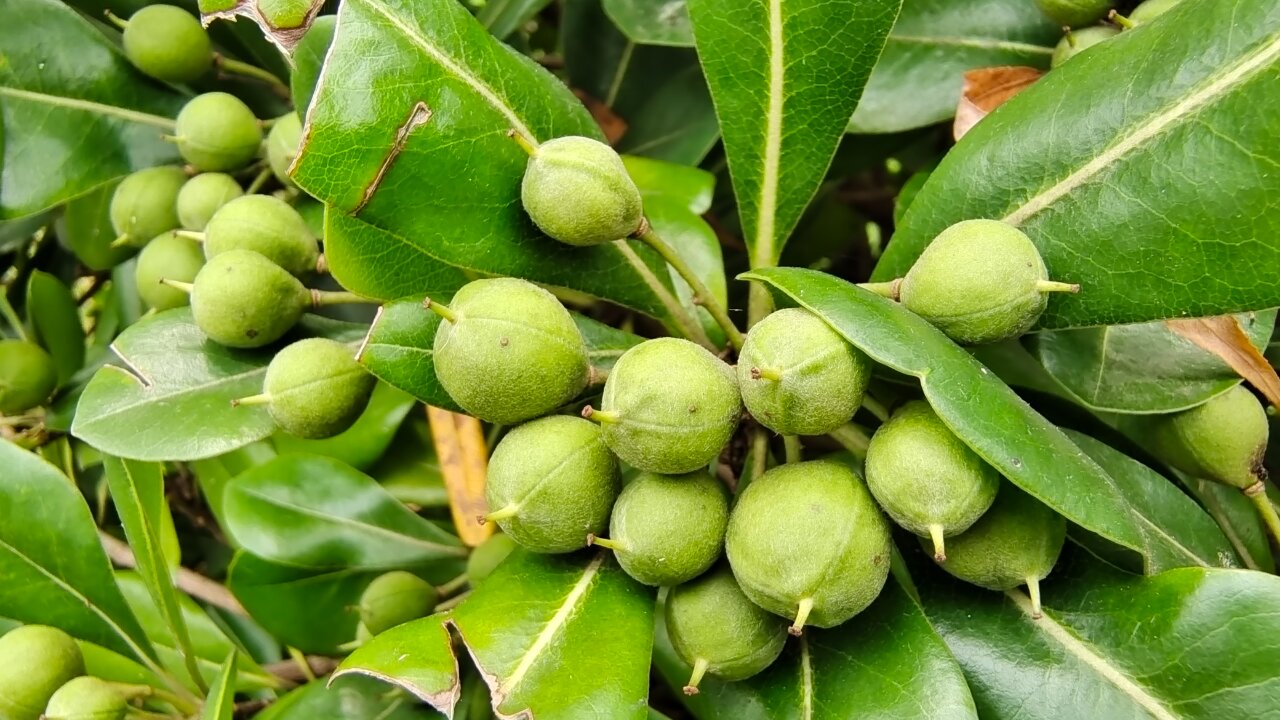 吉安随拍:海桐果实