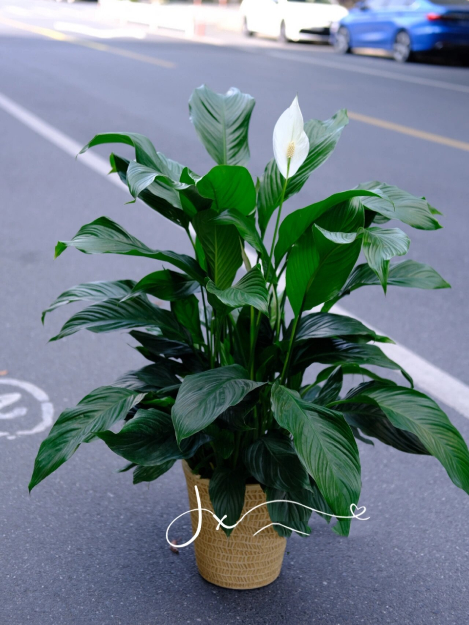 森林感满满的除甲醛植物巨型一帆风顺/白掌 一帆风顺学名叫"白鹤芋"