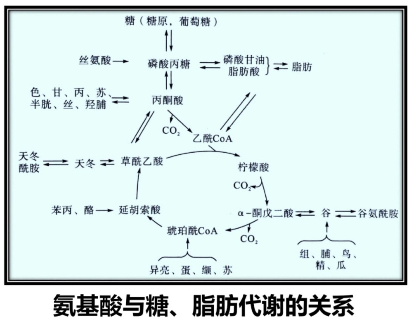 谷氨酰胺代谢图解图片