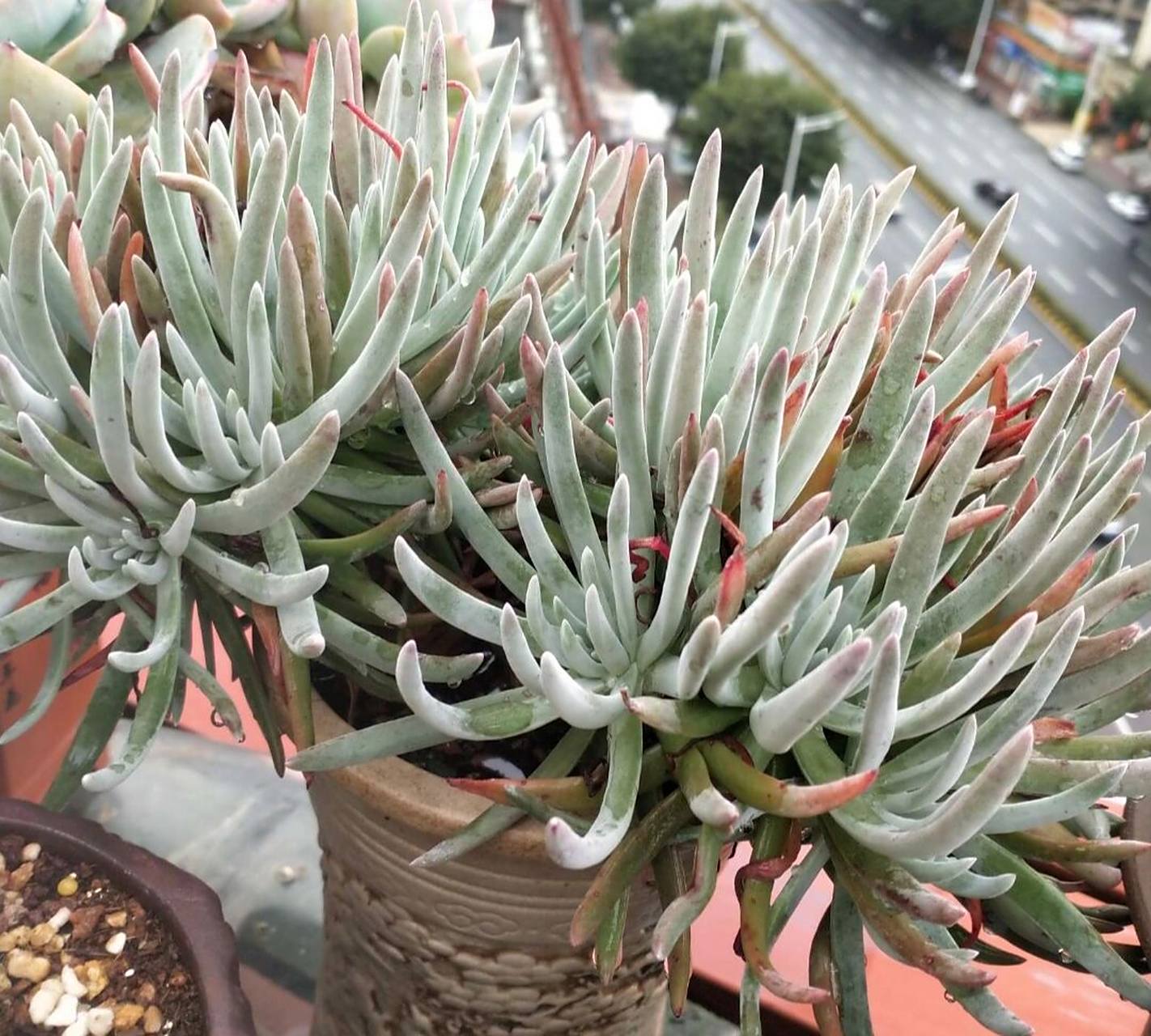 认识多肉第40天——爱杜丽丝 爱杜丽丝,景天科仙女杯属的多肉植物.