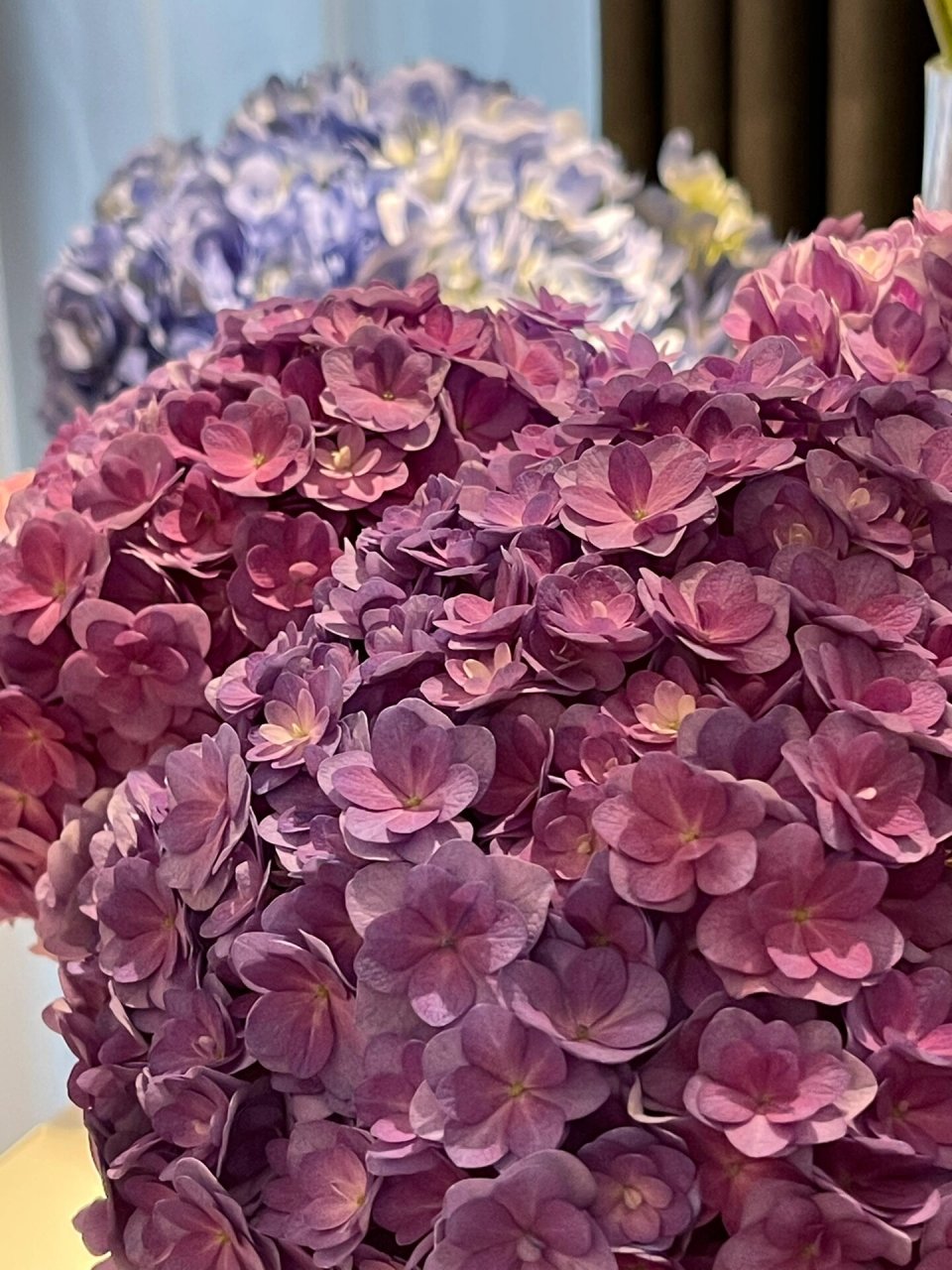 重瓣绣球真的好精致,是我爱的梦幻紫99 我想看看你们的绣球