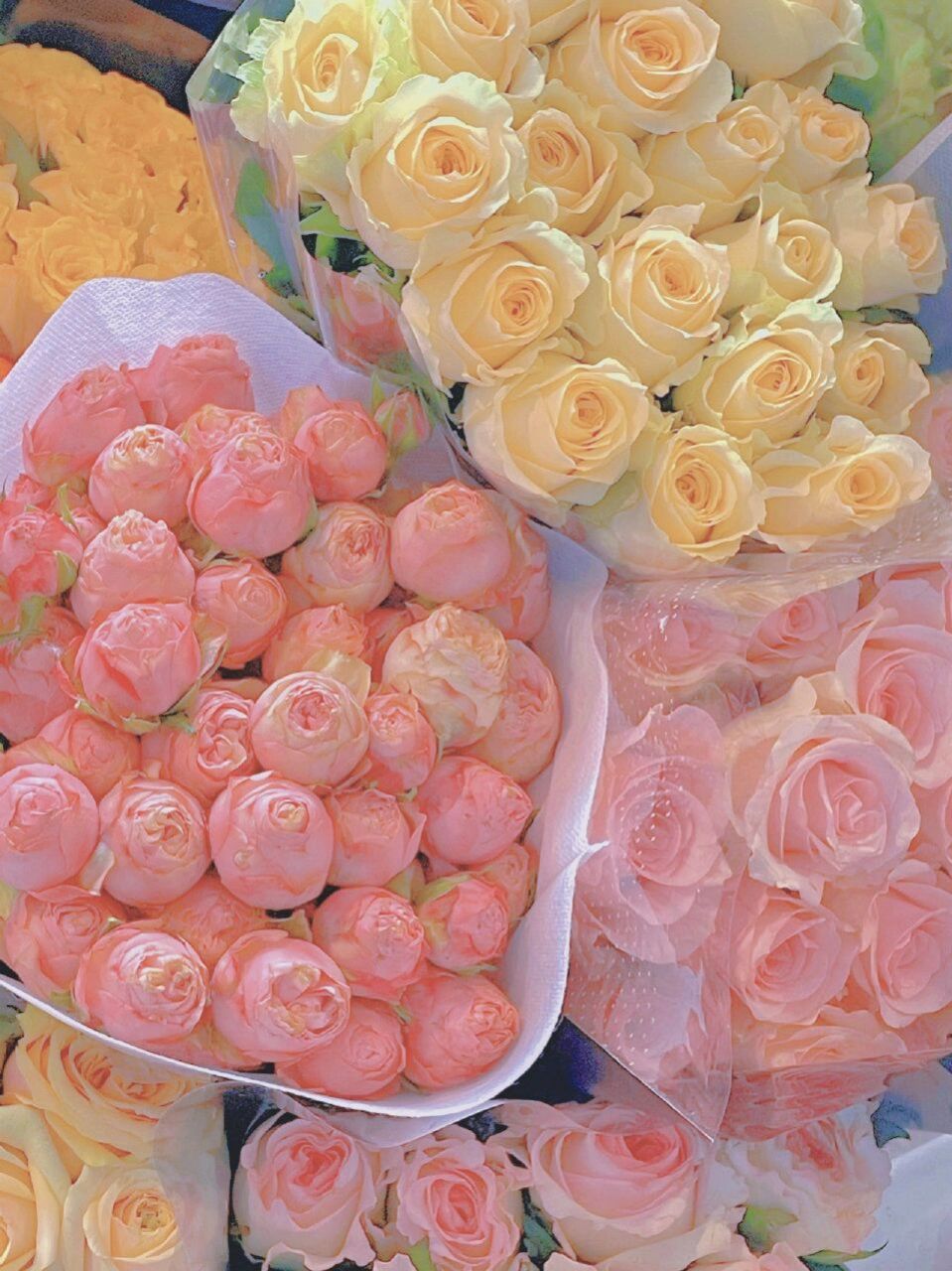 关于花的高级浪漫文案🌸 背景图|关于花的高级浪漫文案🌸 1.