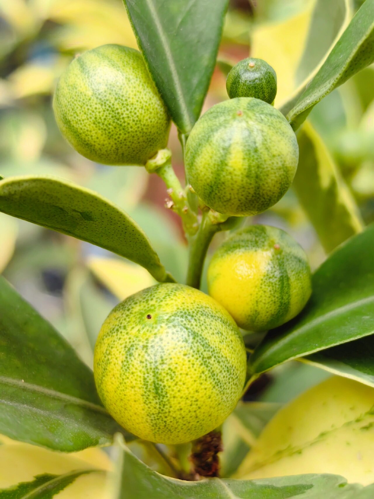 泰国花叶小青柠 入冬前,把一些不耐寒的植物从露天搬到阳台,保命要紧.