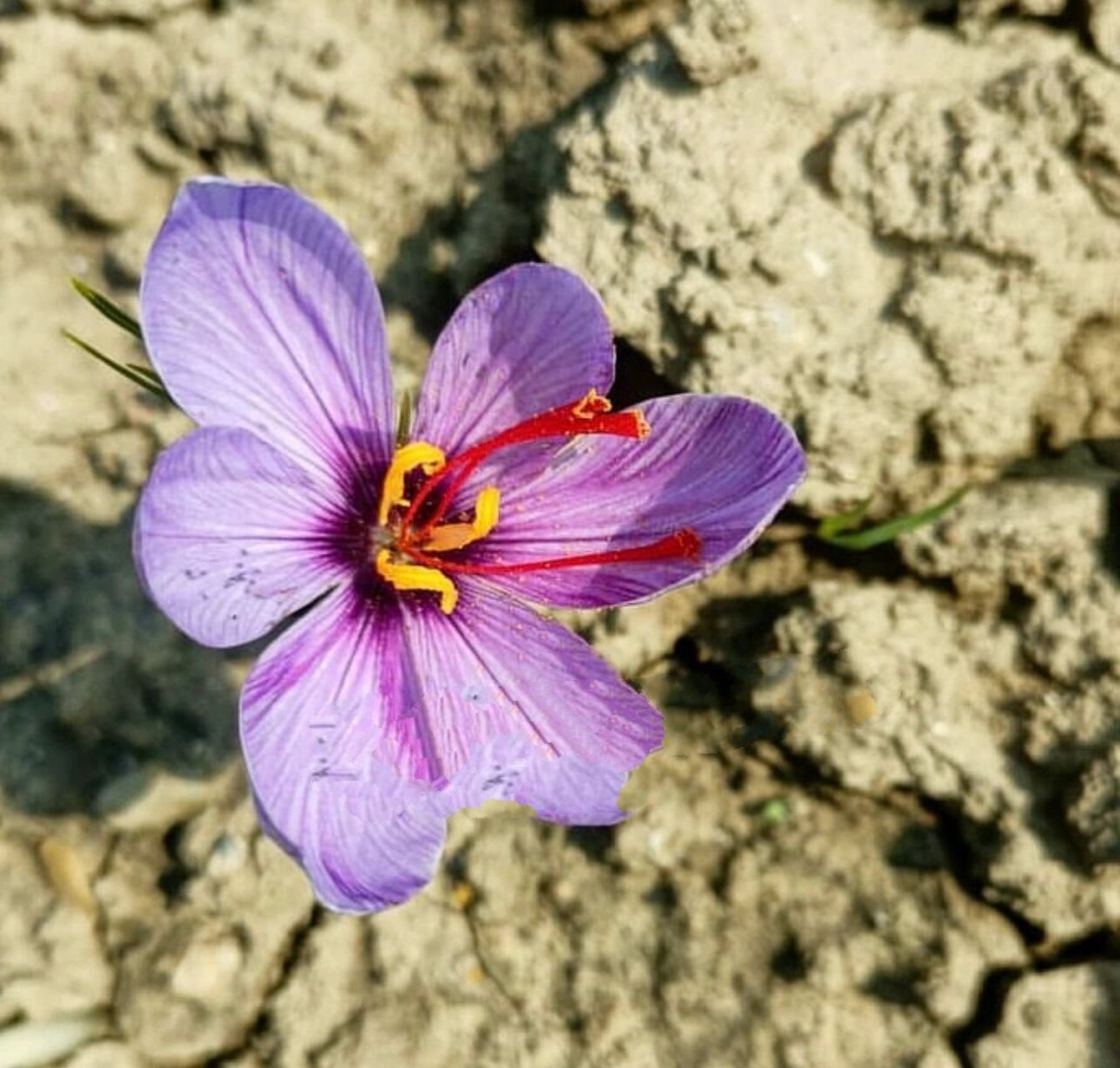 冒充藏红花的植物图片图片