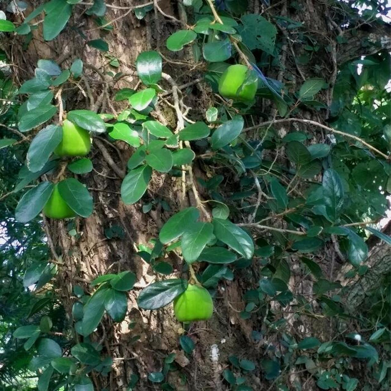 爱玉果/木莲果 夏日天然果冻