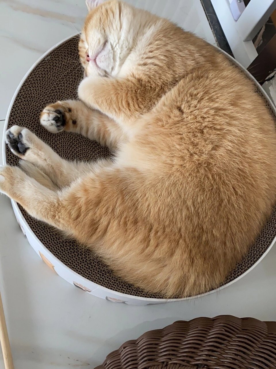 公猫金渐层体重7.