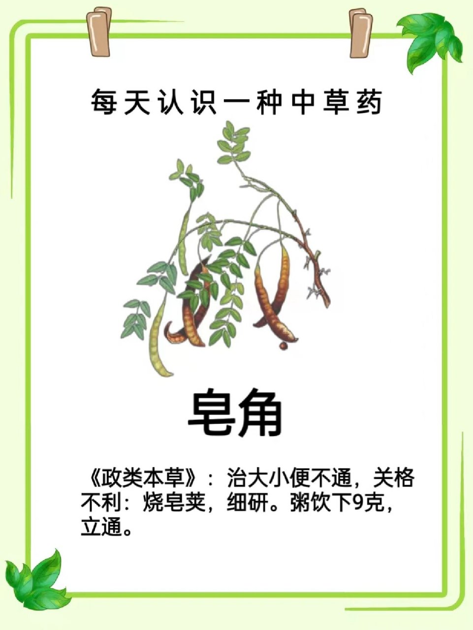 皂荚有毒图片