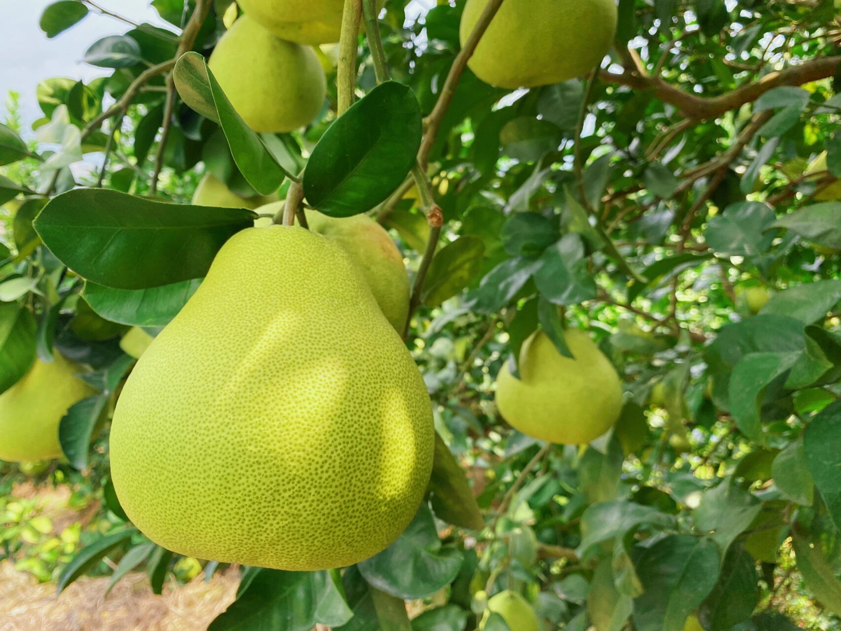 度尾文旦柚即将采摘啦!