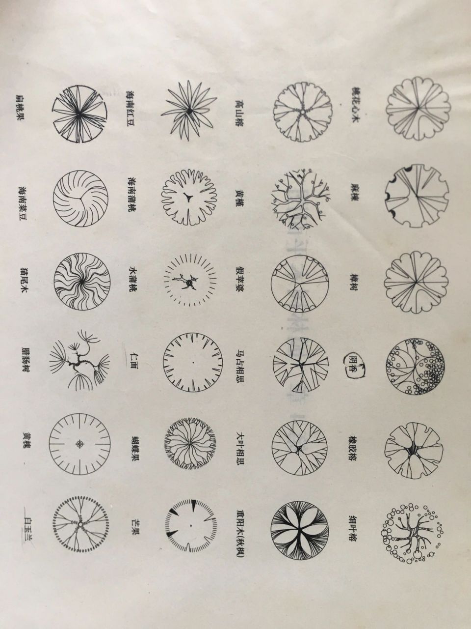 各种花藤符号大全图片