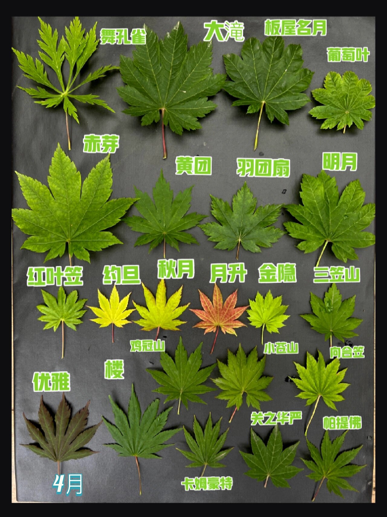 日本红枫每月图谱-团扇系列