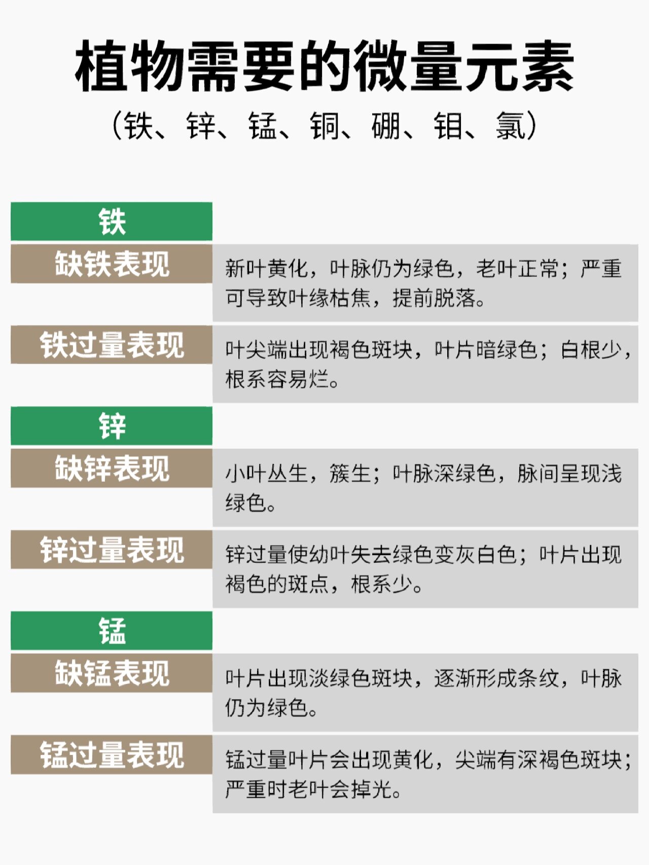 月季缺素症不烦恼,出现黄叶有方法解决!