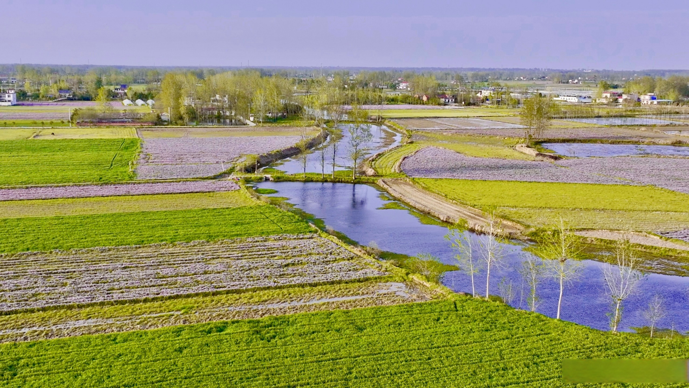 【潢川:千亩紫云英花开 以"绿肥"孕育好稻米】近日,河南省信阳市潢川