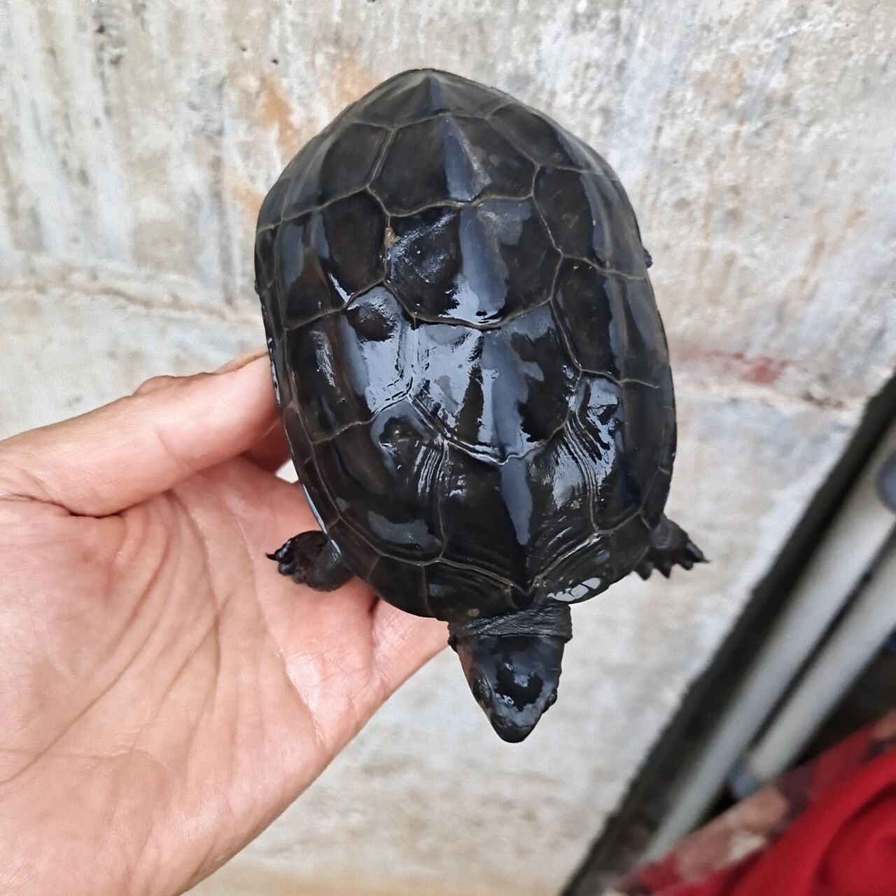 半斤左右碳墨龟特价188包邮