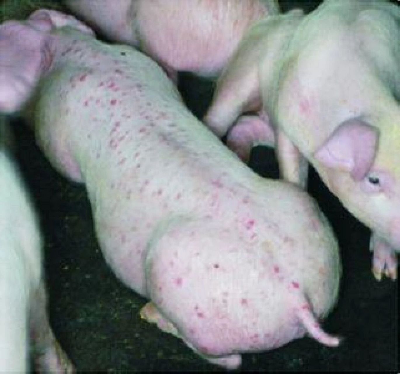 猪圆环病毒有什么症状?