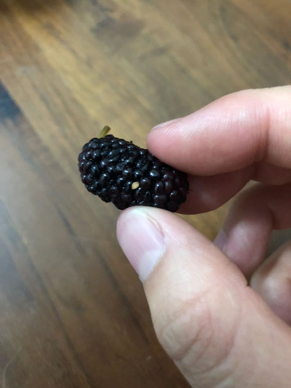 不懂就问,桑葚的这个白籽是虫卵么?