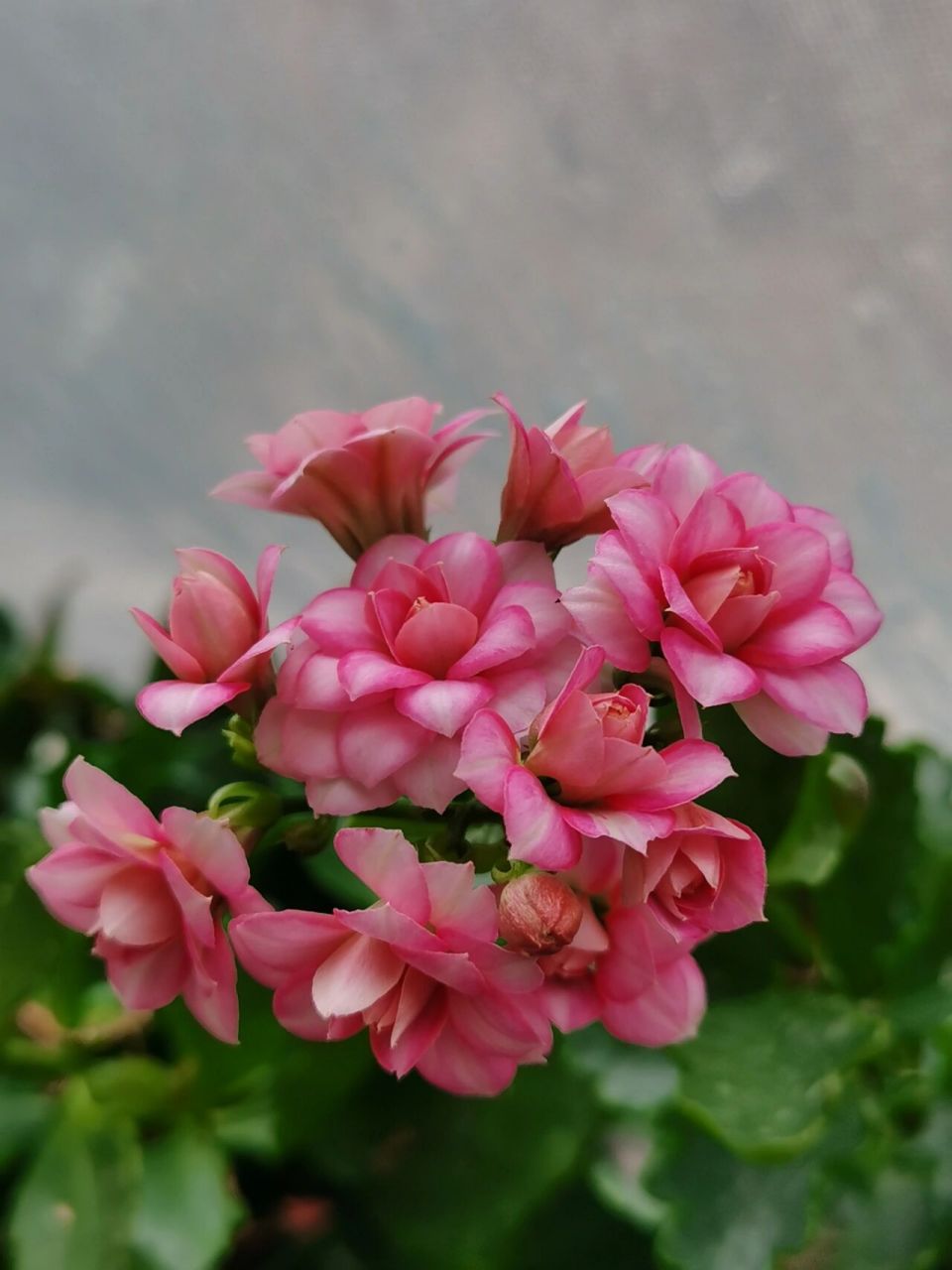 达科塔长寿花 达科塔,直径2.