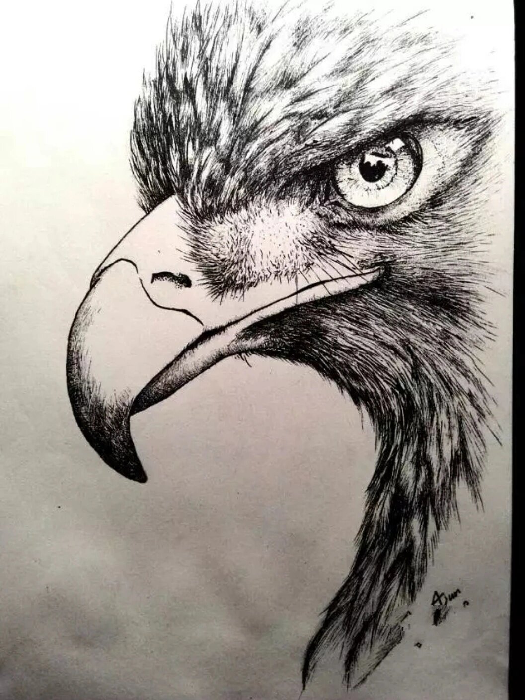 用碳素笔画的鹰