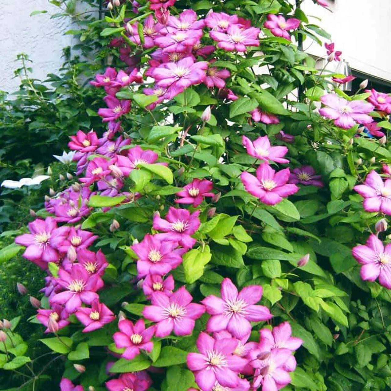 铁线莲"里昂村庄"(clematis ville de lyon ),是法国育种家维克托