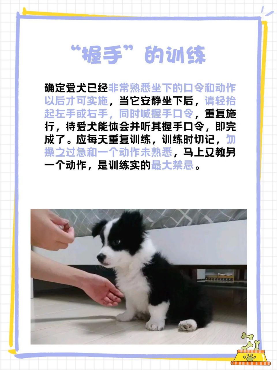 养边牧干货#边牧幼犬6大行为训练 边境牧羊犬训练方法,边牧训练教程 1