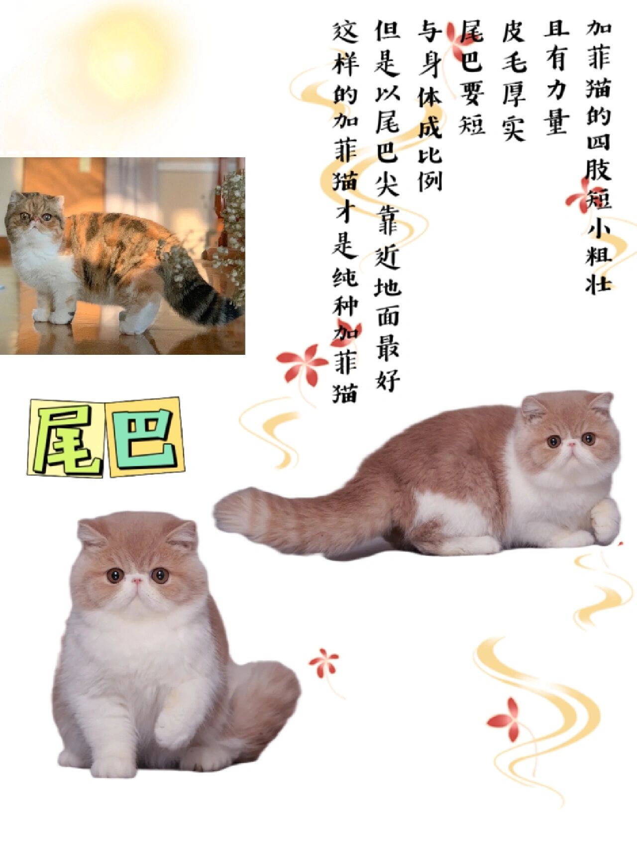 加菲猫品相评价标准图图片