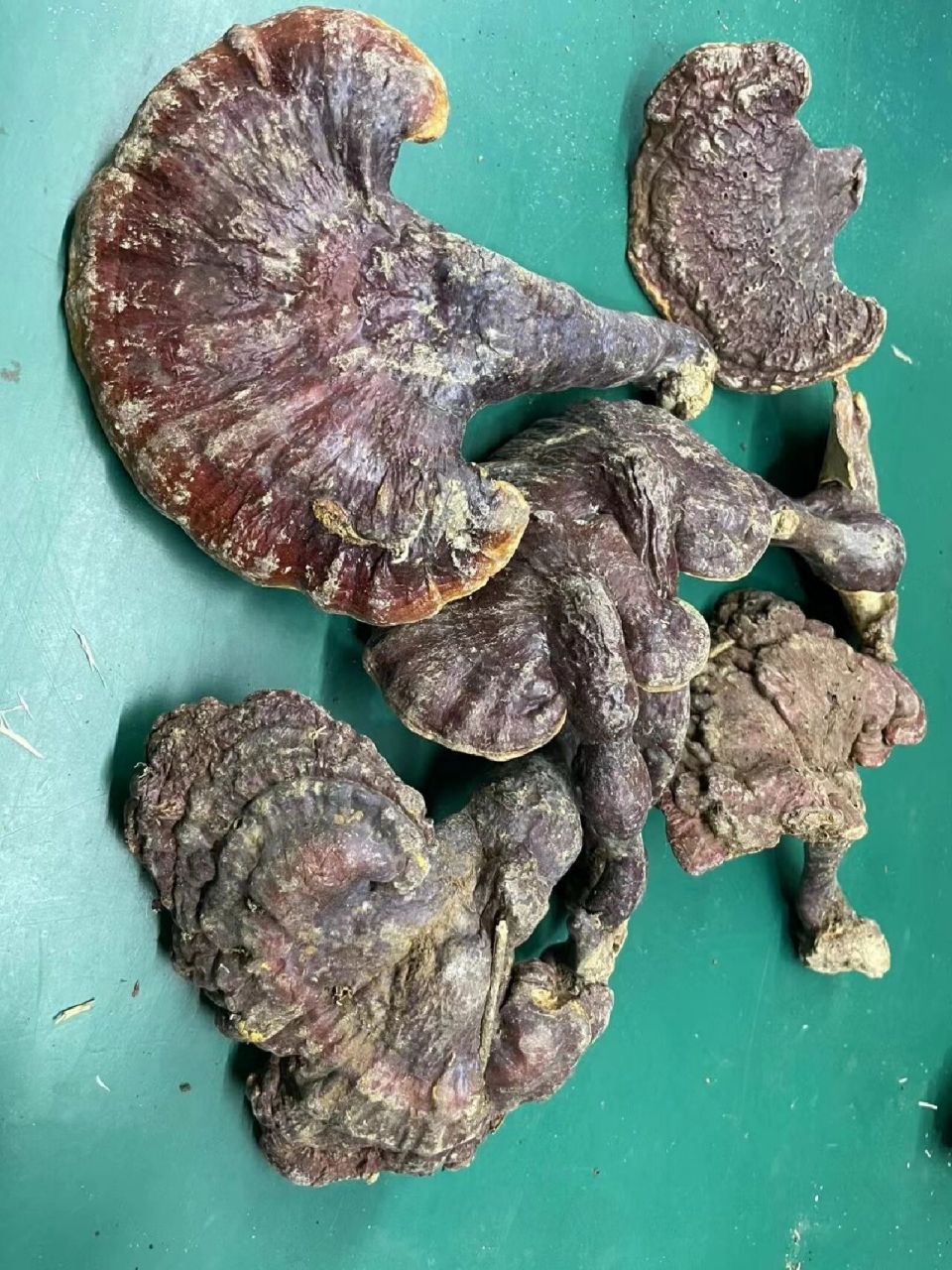 野生赤灵芝 野生赤灵芝,中大赤芝都有货 高质量